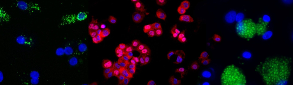 immunology-studies_1200x350-1.jpg