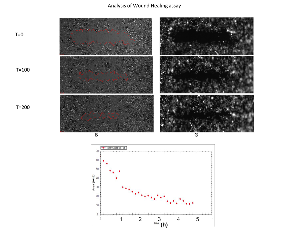 Scratch-assay-1536x1219.png