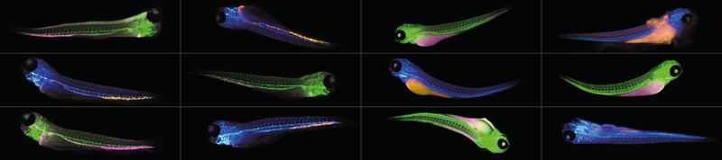 Zebrafish-collage_12564x2796_v4.png